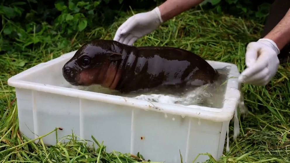Das Anbaden im Berliner Zoo: Mini-Hippo eröffnet die Freibad-Saison