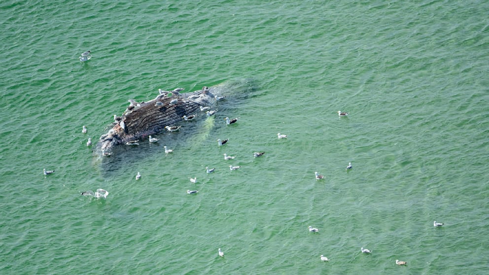 Wal vor der Insel Anholt: Ist es der bekannte Buckelwal Timmy?