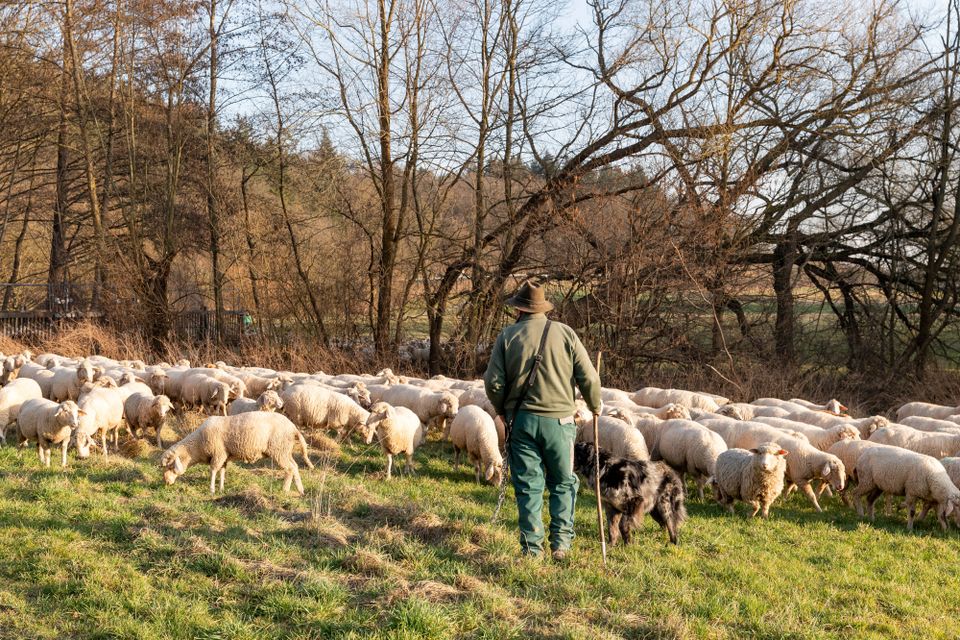 Schafherde bei Zugunglück getötet: Rechtstreit in Portugal