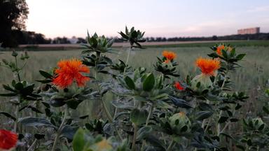 Die Bedeutung der Biodiversität im Boden