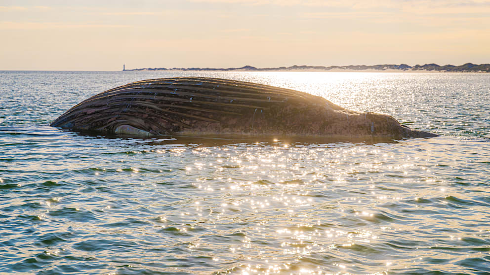 Überraschende Erkenntnisse über den toten Buckelwal in der Ostsee
