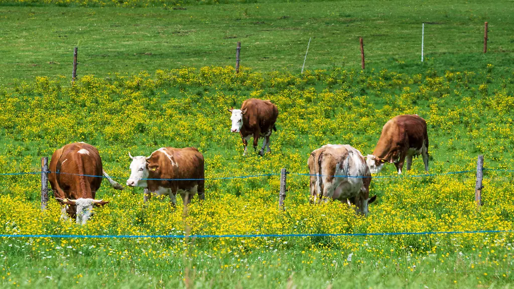 Tödliche Kuh-Attacke in Tirol