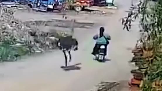 Chaos in China: Strauß verfolgt Rollerfahrerin
