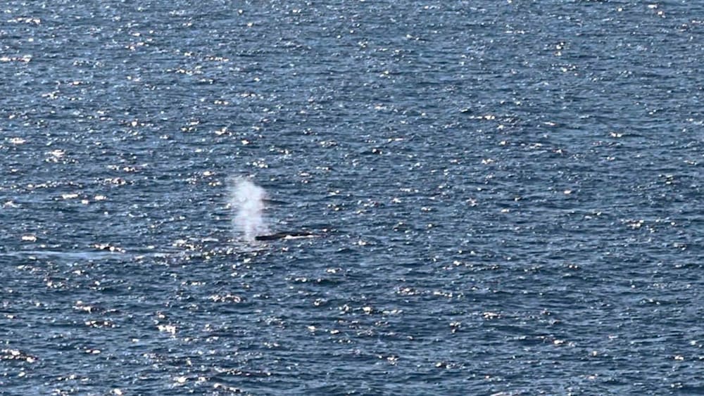 Toter Buckelwal vor dänischer Insel Anholt entdeckt