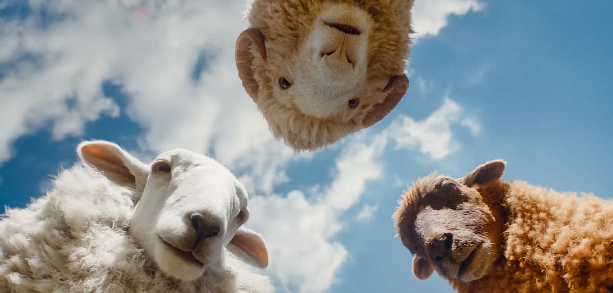 Glennkill im Kino: Ein scharfsinniger Schafskrimi