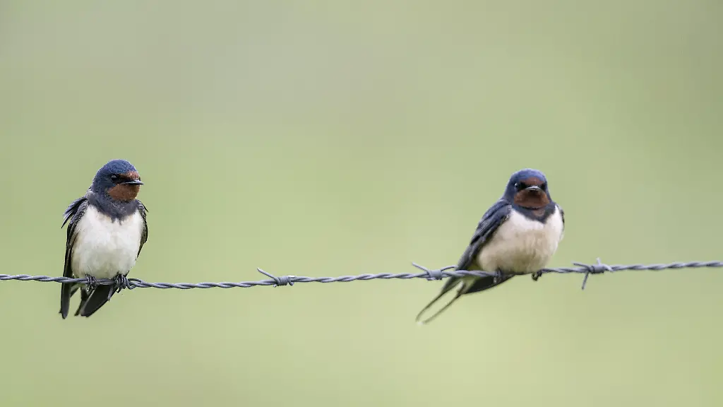 “Zahlen müssen uns Sorgen machen”: Der Rückgang von Gartenvögeln in Deutschland