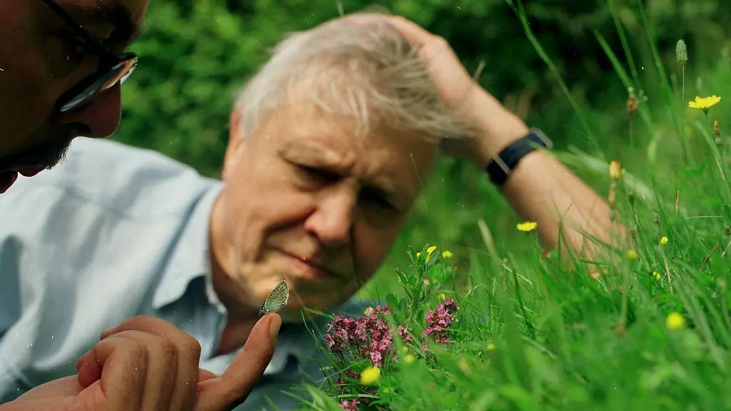Eine beispiellose Karriere: Sir David Attenborough wird 100