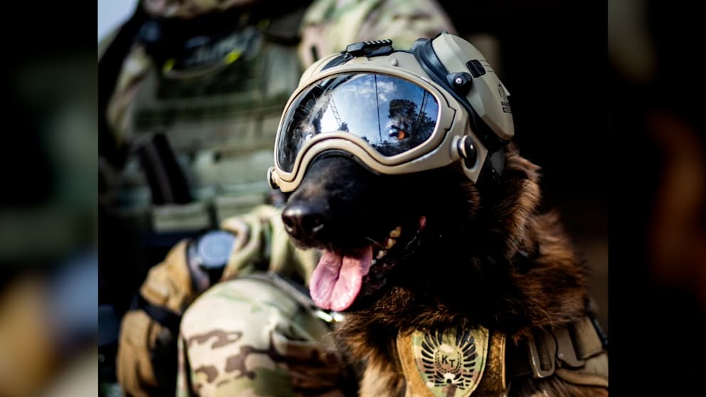 Antiterror-Hund Hormon: Der Star der Warschauer Einheit