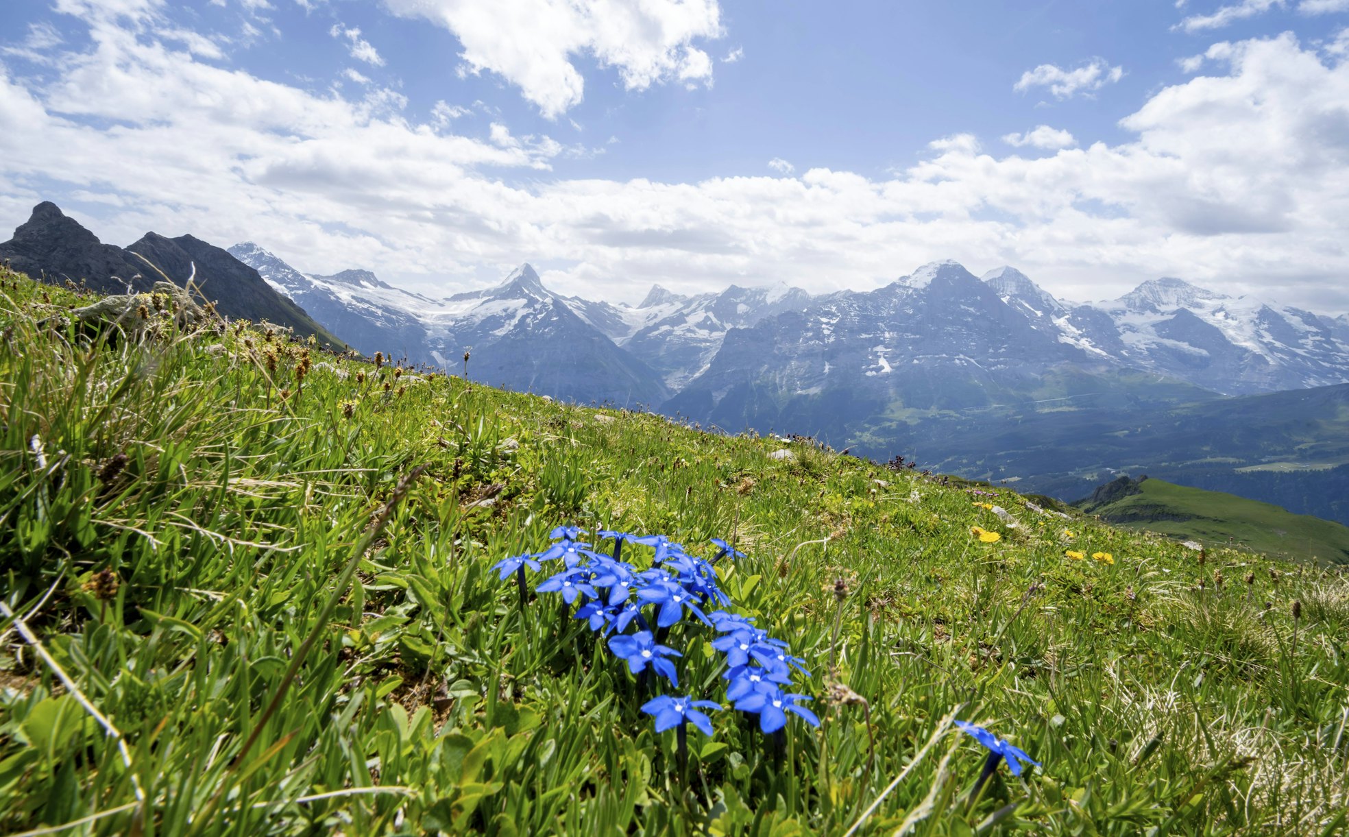 Faszination Enzian: Wissenswertes über die Alpenblume