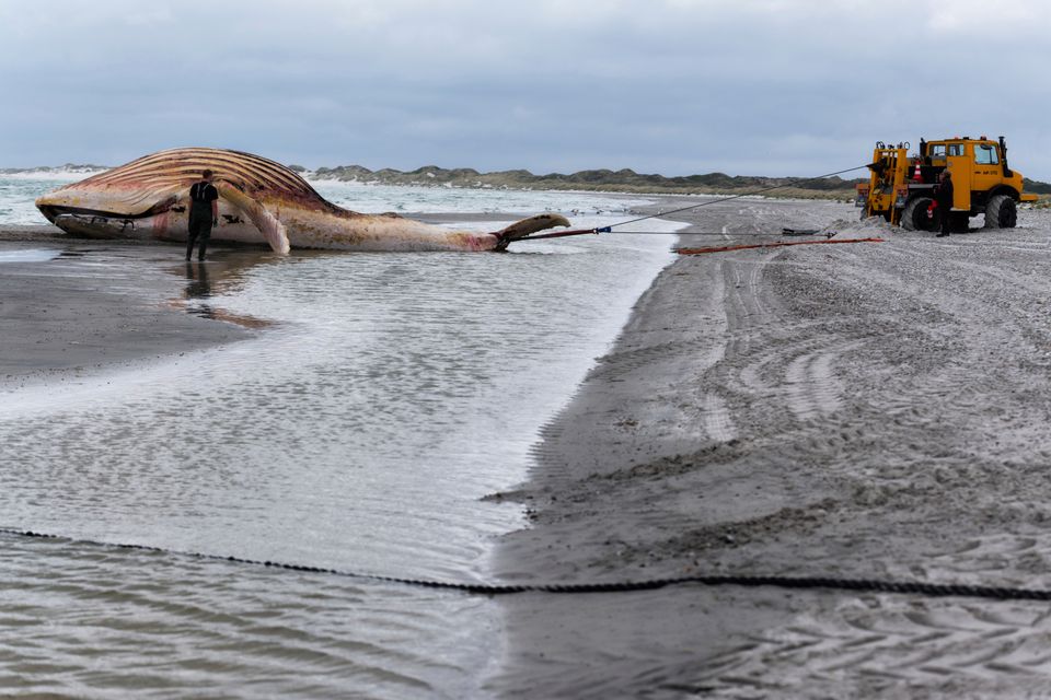 Bergung eines toten Buckelwals auf Anholt