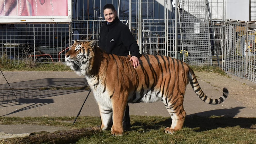 Tiger-Ausbruch bei Leipzig