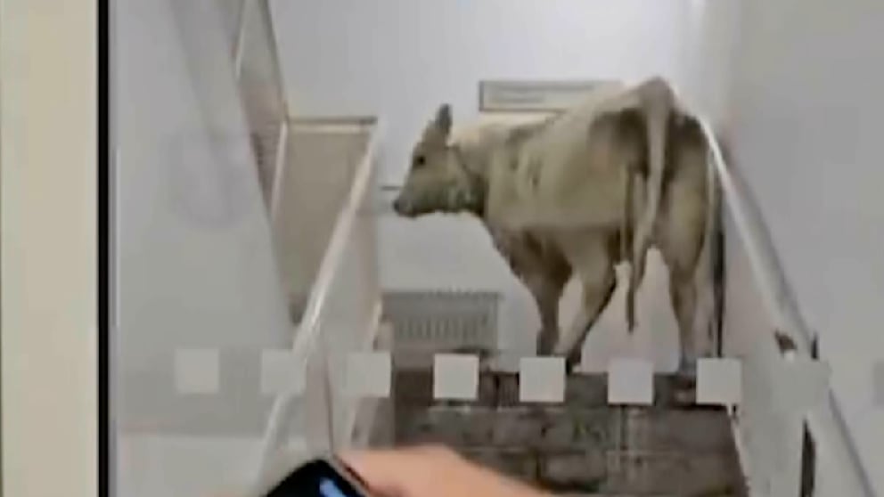 Kühe stürmen die Notaufnahme einer Klinik in Hessen