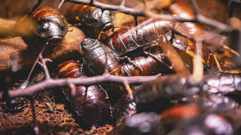 Beschlagnahmung von exotischen Kakerlaken in Australien