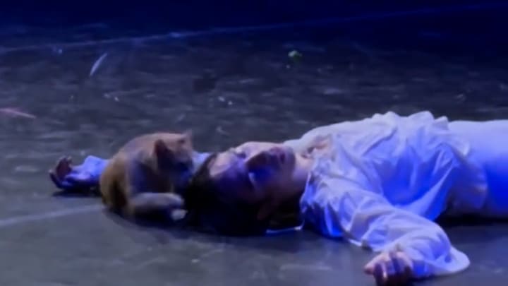 Katze stört Ballettaufführung von ‘Romeo und Julia’