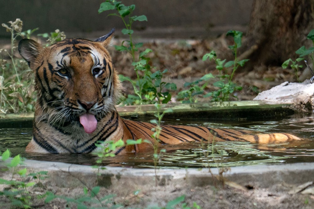 Diskussion über das Nationaltier Indiens: Tiger oder Kuh?