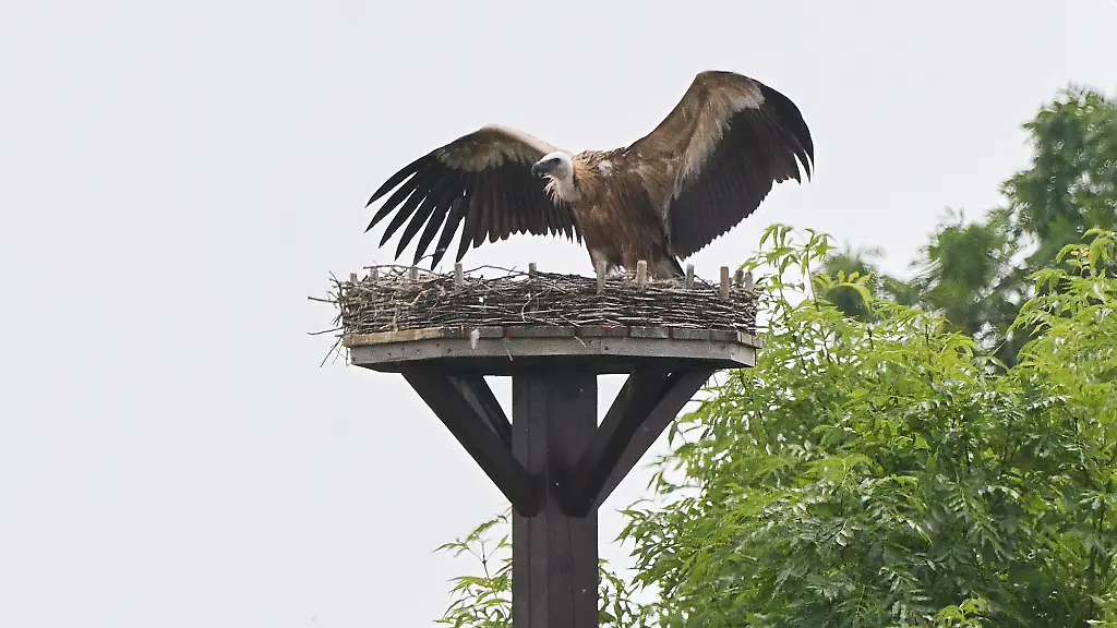 Gänsegeier attackiert Storchennest bei Hannover