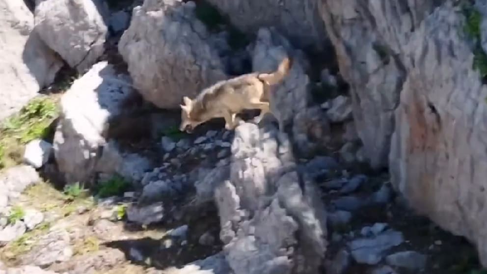 Seltene Drohnenaufnahmen: Wolf jagt Ziege in der Türkei