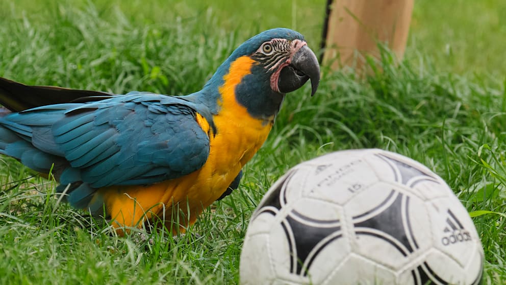 Prognose für das Deutschland-Spiel bei der WM 2026
