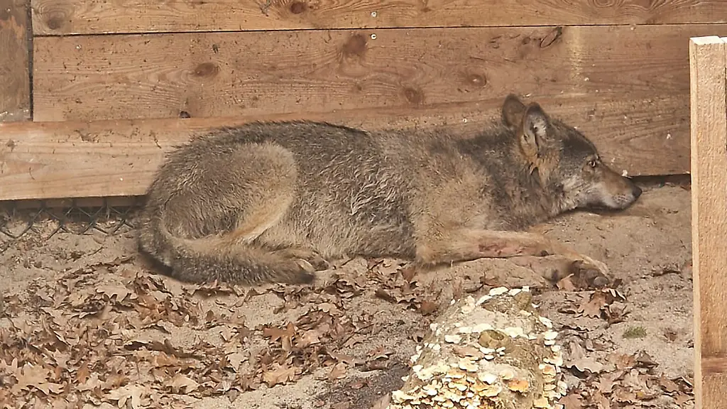 Hamburger Wolf wahrscheinlich tot