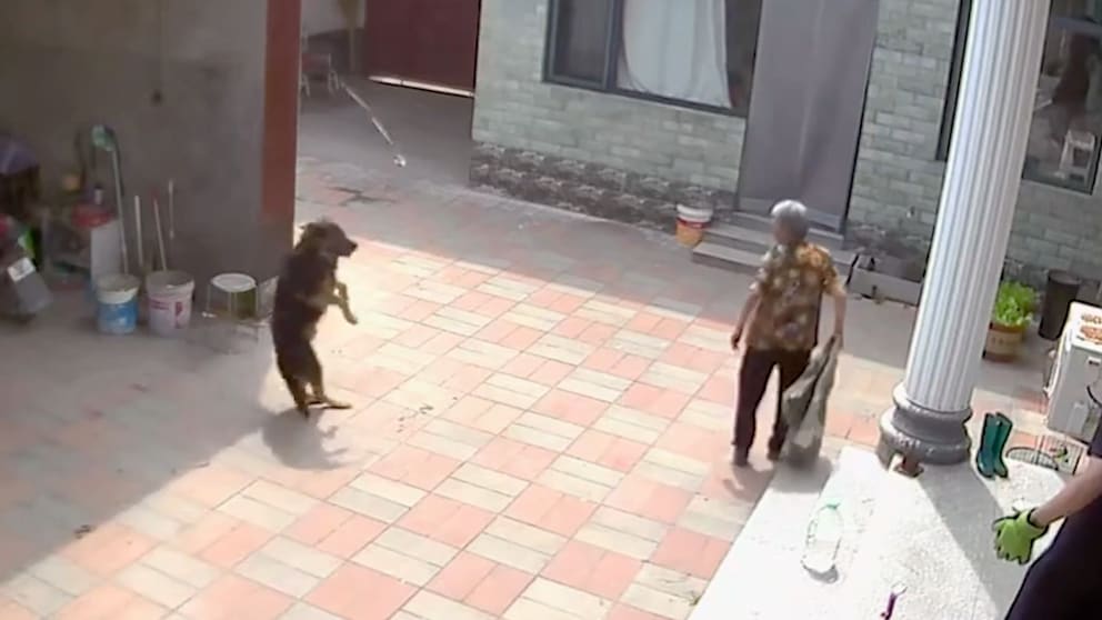Neugieriger Hund wird von Schlange gebissen