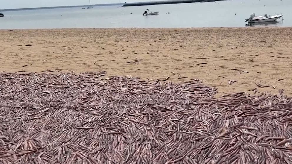 Mysteriöses Massensterben von Tintenfischen an amerikanischen Stränden