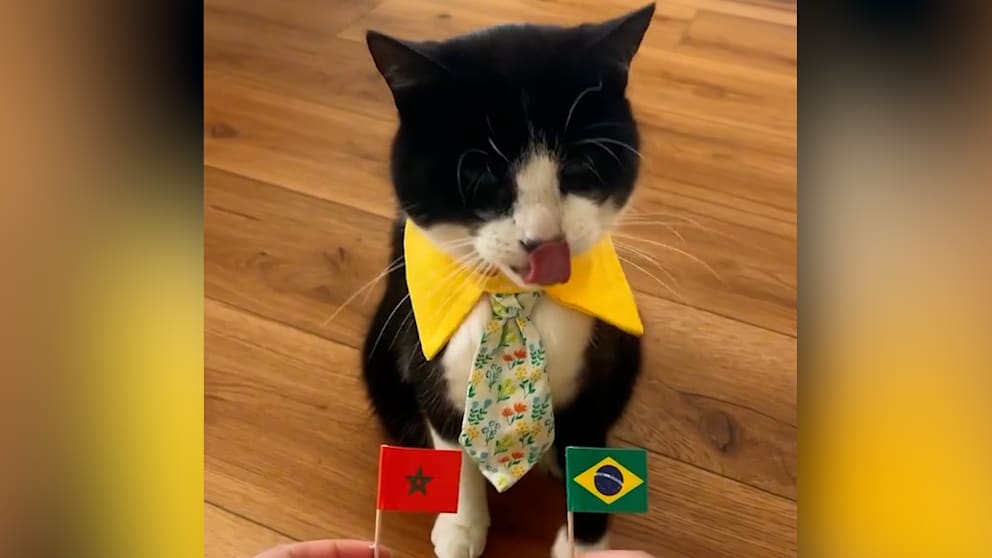 Kater Billys erstaunliche Prognosen im Fußball