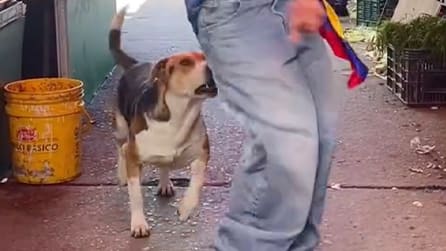 Hunde reagieren auf wiederholtes Verhalten