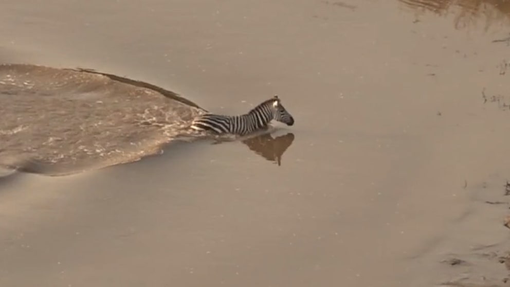 Zebra überlebt Krokodilangriff, wird aber dennoch gefangen