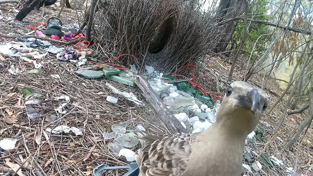 Laubenvögel in urbanen Gebieten nutzen Müll zur Balz