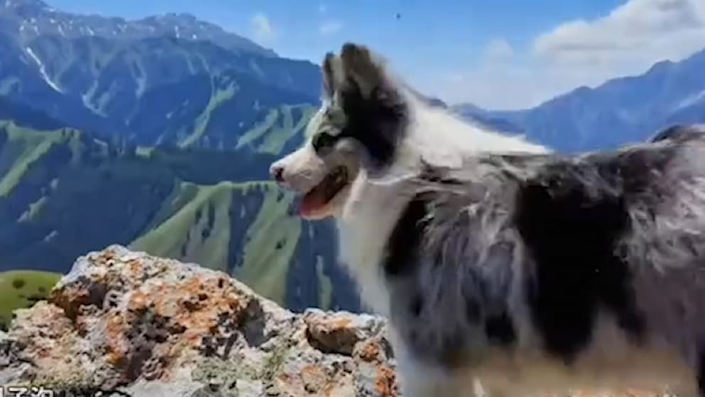 Ein Internet-Star: Hund in China entführt und gegessen