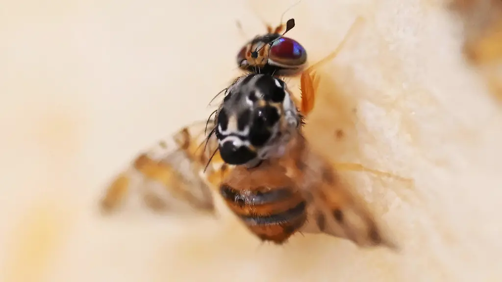 Die Bedrohung durch die Mittelmeerfruchtfliege