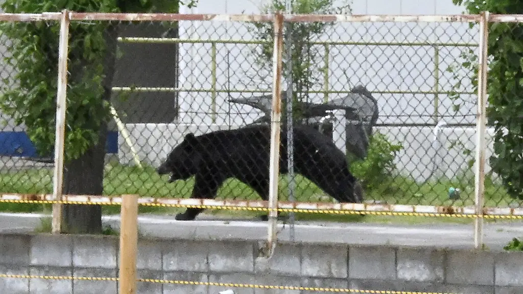 Cleverer Bär entkommt in Fukushima