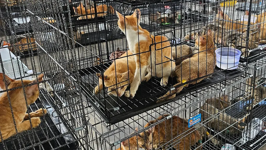 Vietnams Polizei stoppt illegales Netzwerk für Katzenfleisch