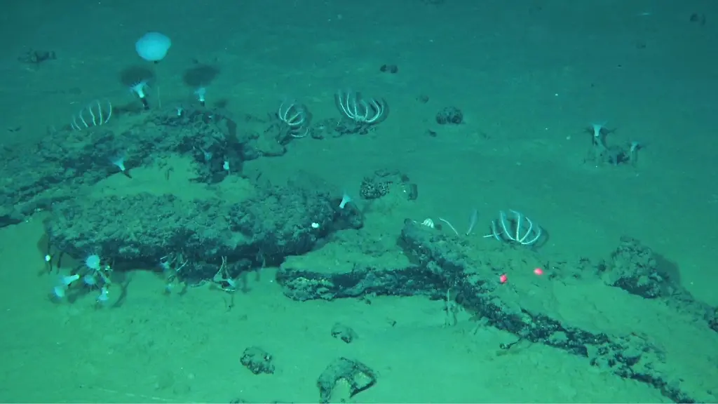 Entdeckung eines gigantischen Walfriedhofs in der Tiefsee